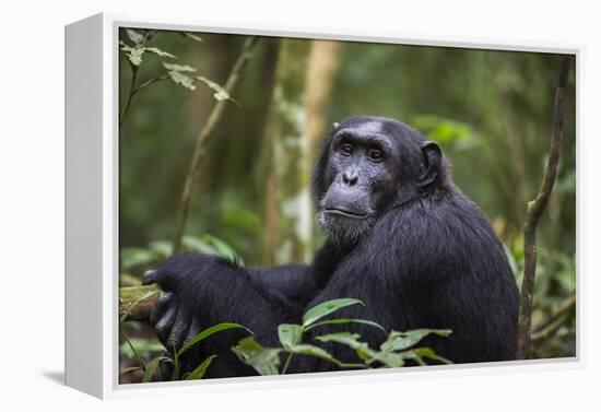 Chimpanzee (Pan troglodytes), Kibale National Park, Uganda, Africa-Ashley Morgan-Framed Premier Image Canvas