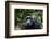 Chimpanzee (Pan troglodytes), Kibale National Park, Uganda, Africa-Ashley Morgan-Framed Photographic Print