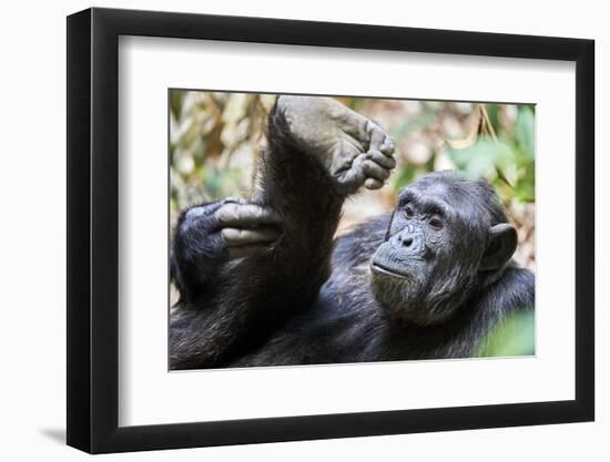 Chimpanzee (Pan troglodytes schweinfurthii) male, scratching its leg, National Park, Uganda-Eric Baccega-Framed Photographic Print