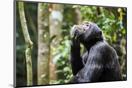 Chimpanzee (Pan troglodytes schweinfurthii) male, scratching, Kibale National Park, Uganda-Eric Baccega-Mounted Photographic Print