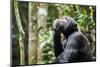 Chimpanzee (Pan troglodytes schweinfurthii) male, scratching, Kibale National Park, Uganda-Eric Baccega-Mounted Photographic Print