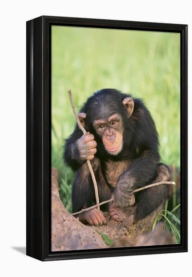 Chimpanzee Playing with a Stick-DLILLC-Framed Premier Image Canvas