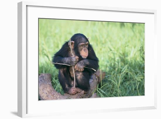 Chimpanzee Playing with a Stick-DLILLC-Framed Photographic Print