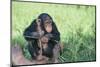 Chimpanzee Playing with a Stick-DLILLC-Mounted Photographic Print