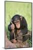 Chimpanzee Playing with a Stick-DLILLC-Mounted Photographic Print