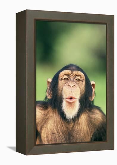 Chimpanzee Puckering its Lips-DLILLC-Framed Premier Image Canvas