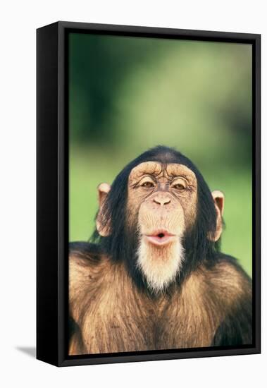 Chimpanzee Puckering its Lips-DLILLC-Framed Premier Image Canvas