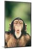 Chimpanzee Puckering its Lips-DLILLC-Mounted Premium Photographic Print