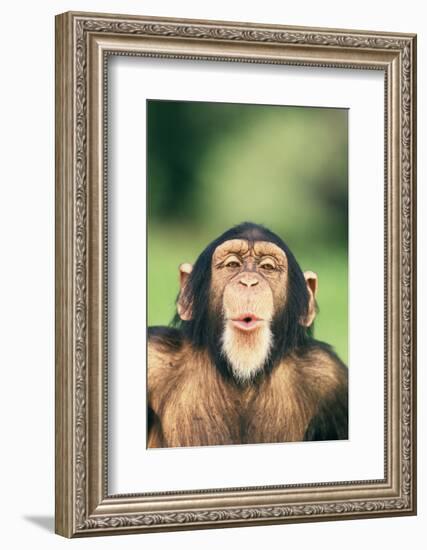 Chimpanzee Puckering its Lips-DLILLC-Framed Photographic Print