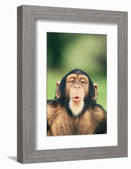 Chimpanzee Puckering its Lips-DLILLC-Framed Photographic Print