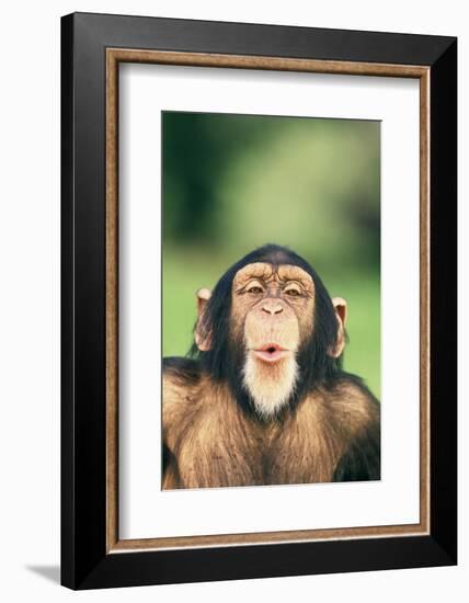 Chimpanzee Puckering its Lips-DLILLC-Framed Photographic Print