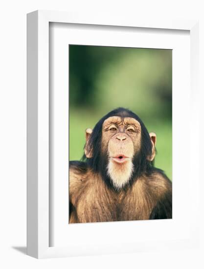 Chimpanzee Puckering its Lips-DLILLC-Framed Photographic Print