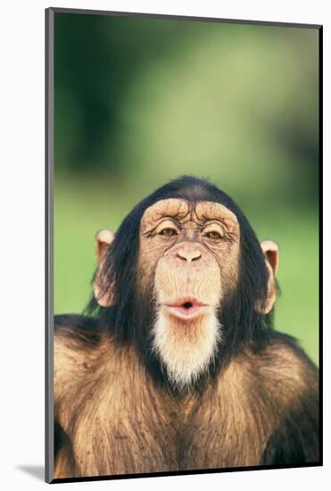 Chimpanzee Puckering its Lips-DLILLC-Mounted Photographic Print