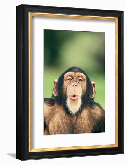 Chimpanzee Puckering its Lips-DLILLC-Framed Photographic Print