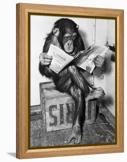 Chimpanzee Reading Newspaper-Bettmann-Framed Premier Image Canvas