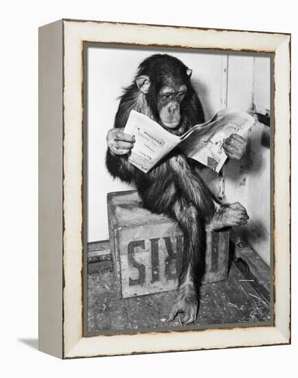 Chimpanzee Reading Newspaper-Bettmann-Framed Premier Image Canvas