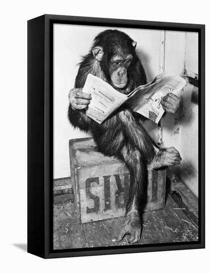 Chimpanzee Reading Newspaper-Bettmann-Framed Premier Image Canvas