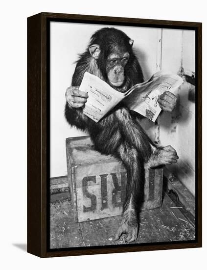 Chimpanzee Reading Newspaper-Bettmann-Framed Premier Image Canvas