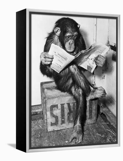 Chimpanzee Reading Newspaper-Bettmann-Framed Premier Image Canvas