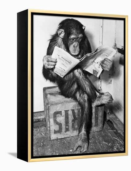 Chimpanzee Reading Newspaper-Bettmann-Framed Premier Image Canvas