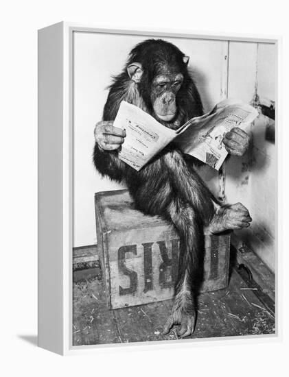 Chimpanzee Reading Newspaper-Bettmann-Framed Premier Image Canvas