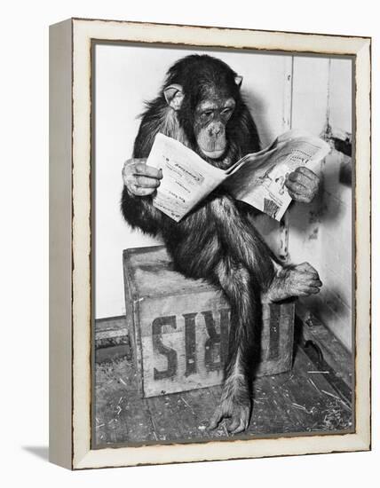 Chimpanzee Reading Newspaper-Bettmann-Framed Premier Image Canvas