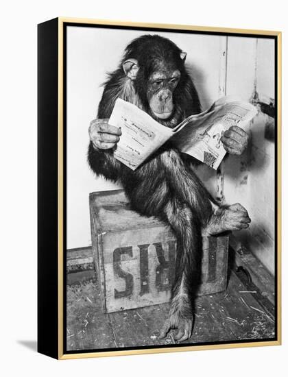 Chimpanzee Reading Newspaper-Bettmann-Framed Premier Image Canvas