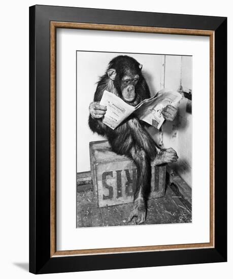 Chimpanzee Reading Newspaper-Bettmann-Framed Premium Photographic Print