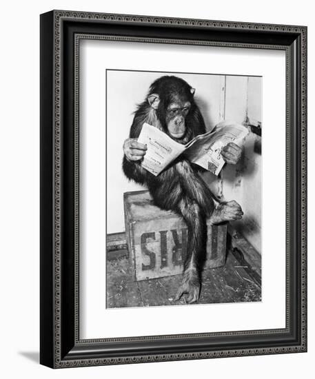 Chimpanzee Reading Newspaper-Bettmann-Framed Premium Photographic Print