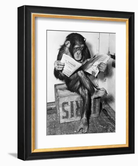 Chimpanzee Reading Newspaper-Bettmann-Framed Premium Photographic Print