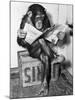 Chimpanzee Reading Newspaper-Bettmann-Mounted Photographic Print