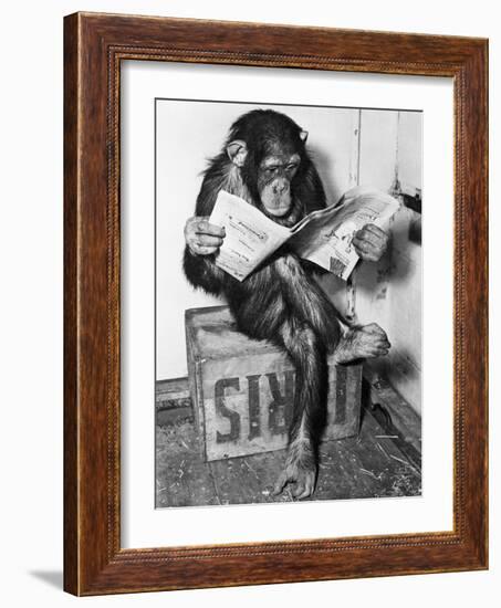 Chimpanzee Reading Newspaper-Bettmann-Framed Photographic Print