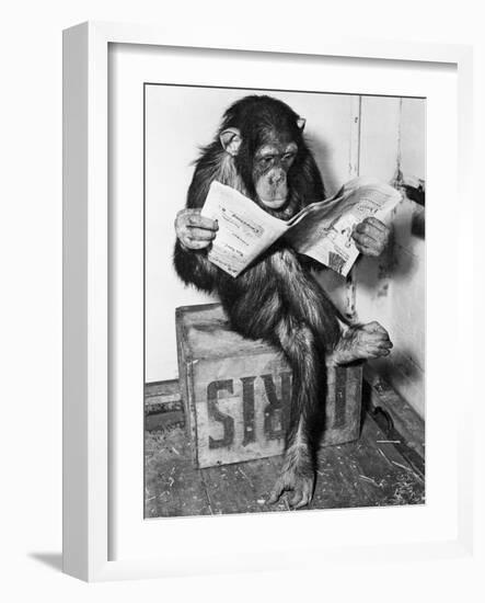 Chimpanzee Reading Newspaper-Bettmann-Framed Photographic Print