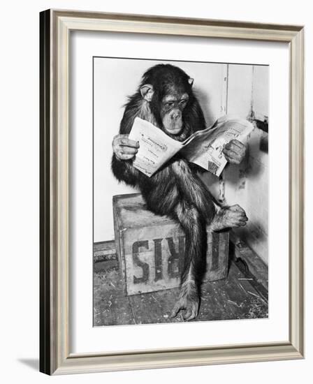 Chimpanzee Reading Newspaper-Bettmann-Framed Photographic Print