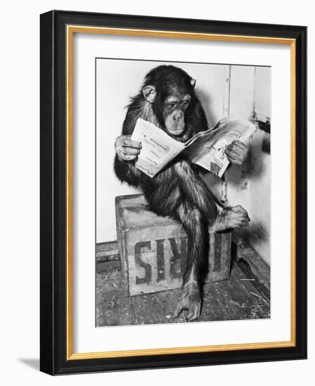 Chimpanzee Reading Newspaper-Bettmann-Framed Photographic Print