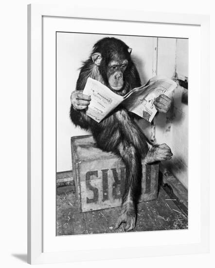 Chimpanzee Reading Newspaper-Bettmann-Framed Photographic Print