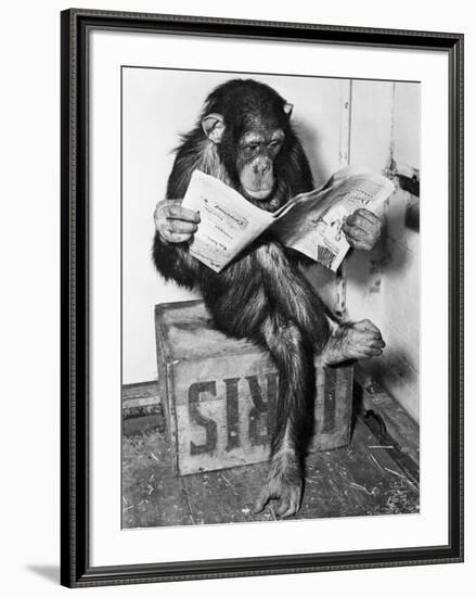 Chimpanzee Reading Newspaper-Bettmann-Framed Photographic Print