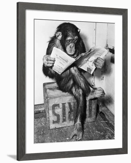 Chimpanzee Reading Newspaper-Bettmann-Framed Photographic Print