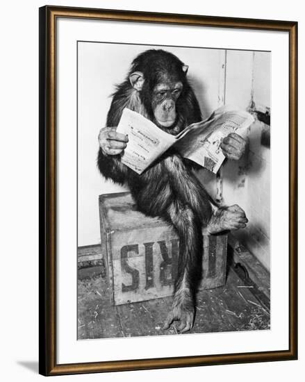 Chimpanzee Reading Newspaper-Bettmann-Framed Photographic Print