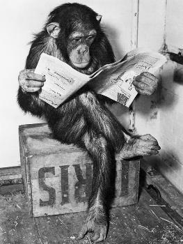 Chimpanzee Reading Newspaper' Photographic Print - Bettmann 
