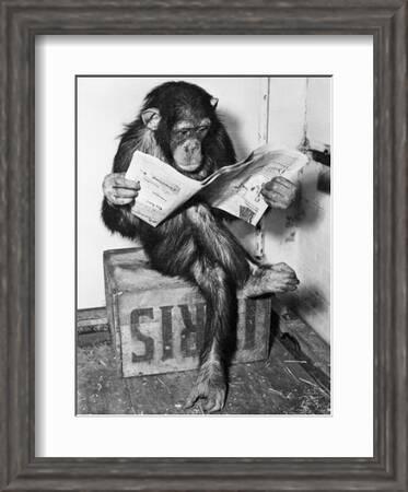Chimpanzee Reading Newspaper Black And White Print, Monkey Business Fr –  UnixCanvas