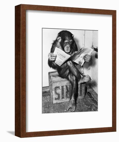 Chimpanzee Reading Newspaper-Bettmann-Framed Photographic Print