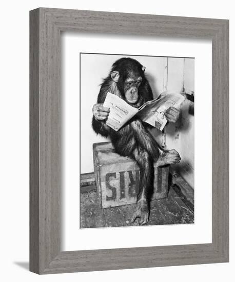 Chimpanzee Reading Newspaper-Bettmann-Framed Photographic Print