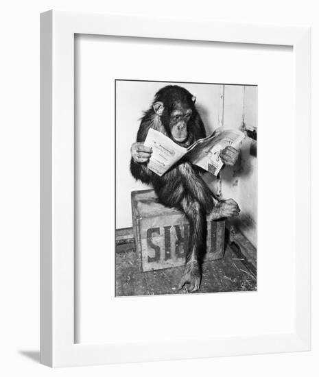 Chimpanzee Reading Newspaper-Bettmann-Framed Photographic Print