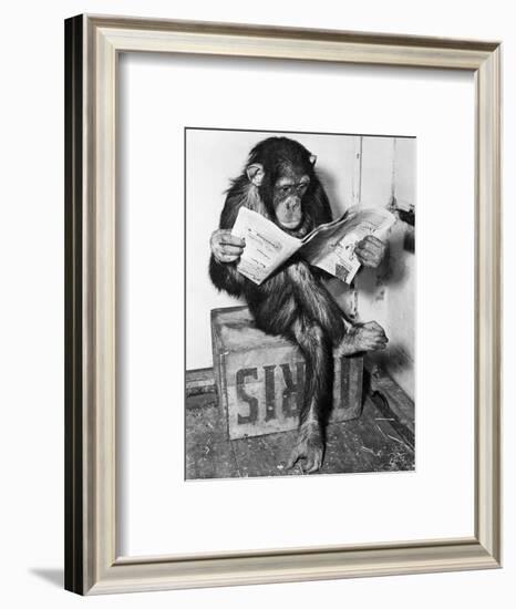 Chimpanzee Reading Newspaper-Bettmann-Framed Photographic Print