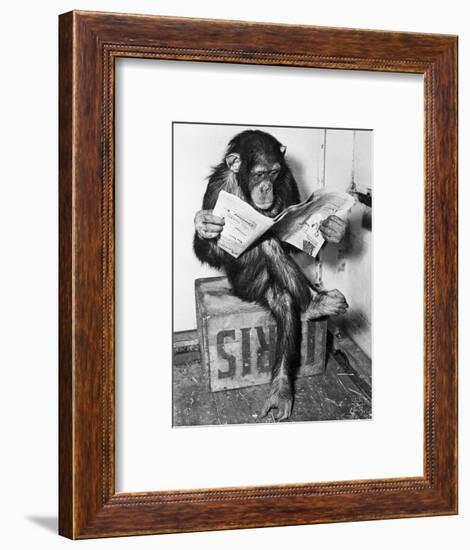 Chimpanzee Reading Newspaper-Bettmann-Framed Photographic Print