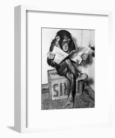 Chimpanzee Reading Newspaper-Bettmann-Framed Photographic Print