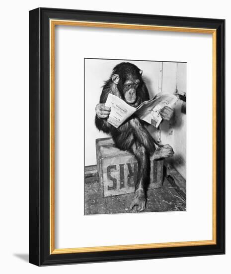 Chimpanzee Reading Newspaper-Bettmann-Framed Photographic Print