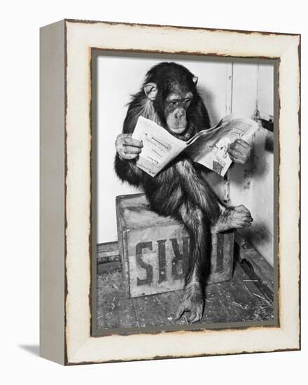 Chimpanzee Reading Newspaper-Bettmann-Framed Premier Image Canvas
