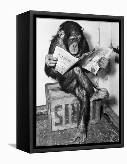 Chimpanzee Reading Newspaper-Bettmann-Framed Premier Image Canvas